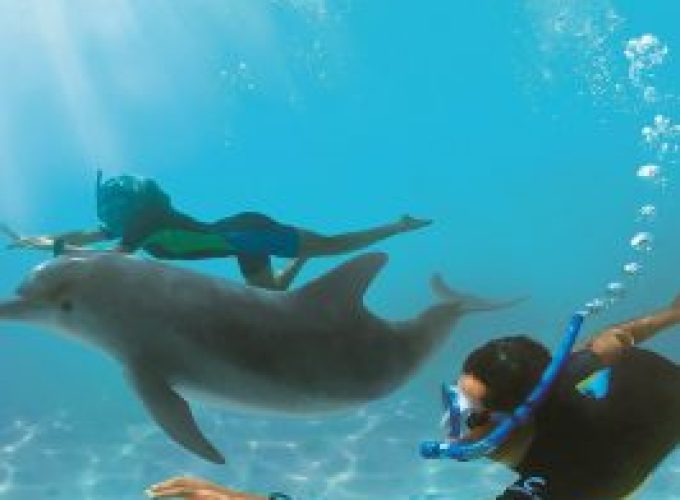 Swimming with Dolphins