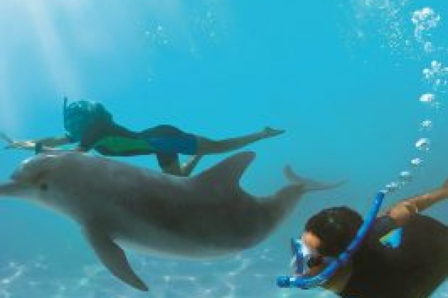 Swimming with Dolphins