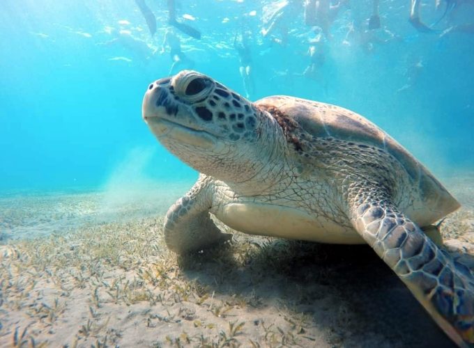 Abu Dabbab snorkeling
