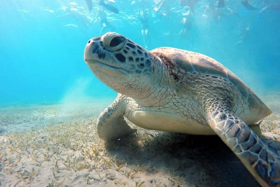 Abu Dabbab snorkeling